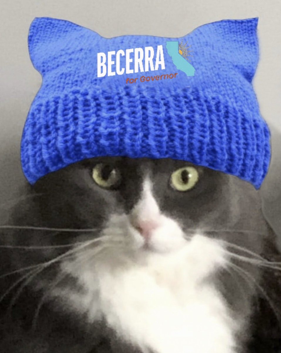 RealMonkeyTheCat 🐾💙🐸📎 tweet media