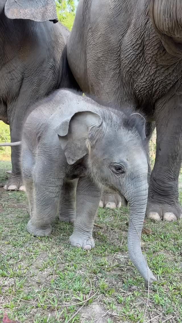 vivaneil tweet media