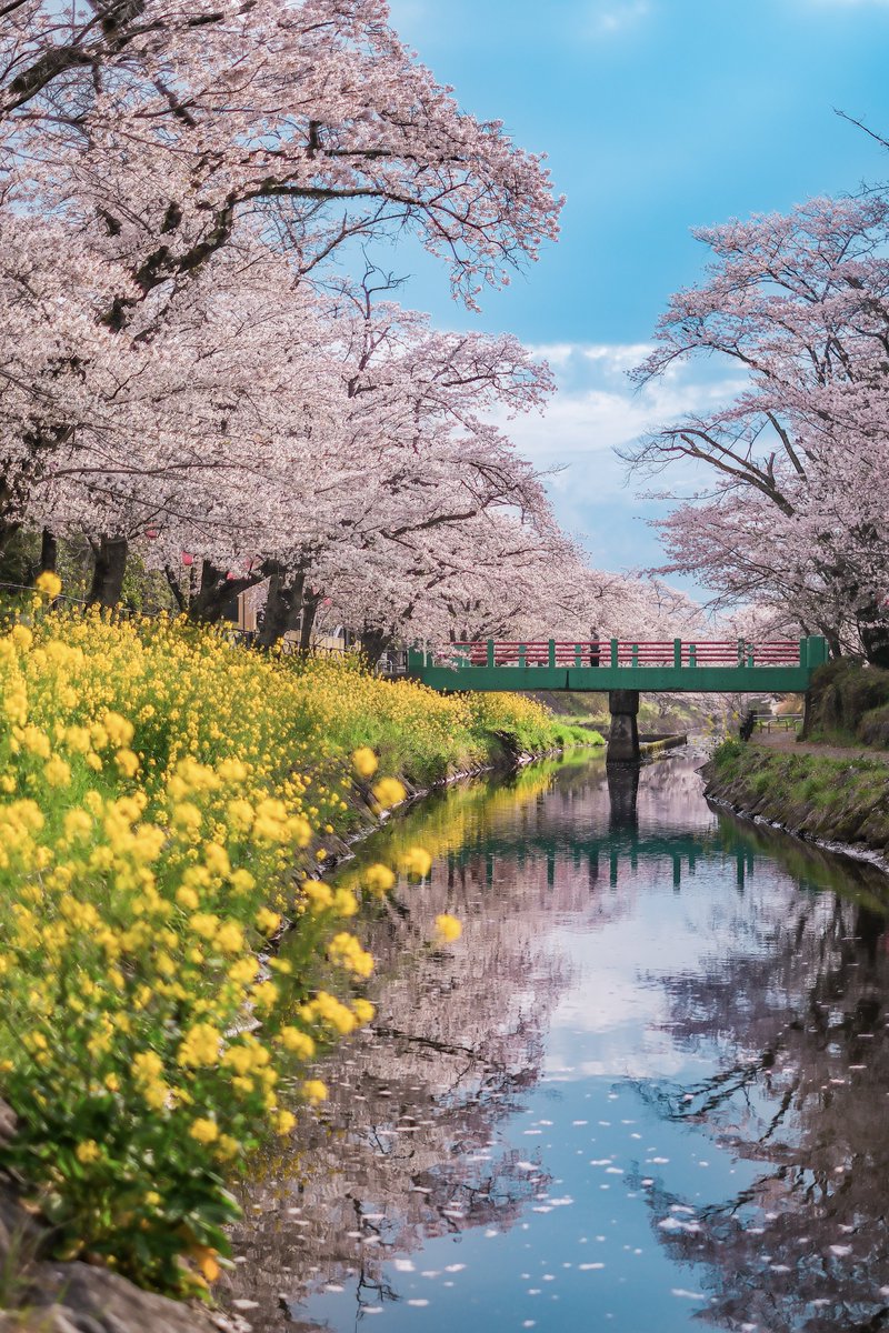 masa(栃木) tweet media