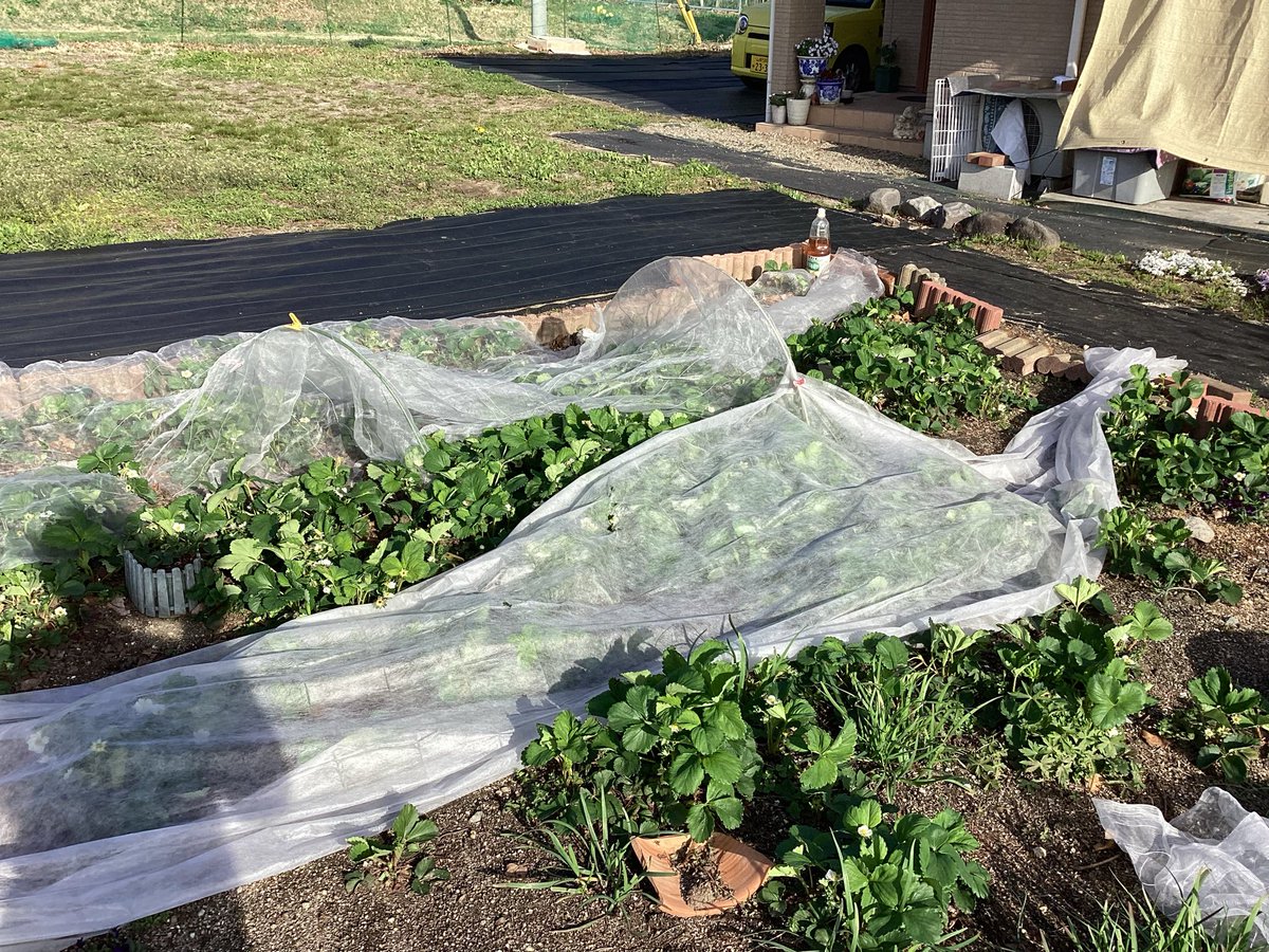 Eru Suzuki tweet media