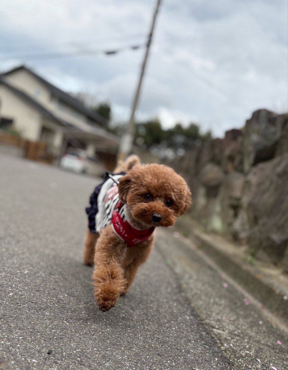 ちゃお 👟トイプードルくく🐶 tweet media