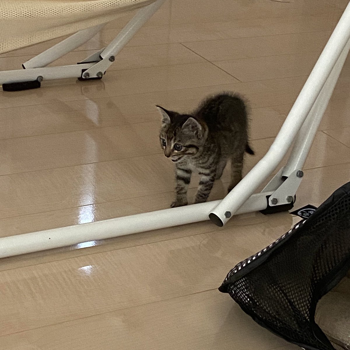 いえもり tweet media