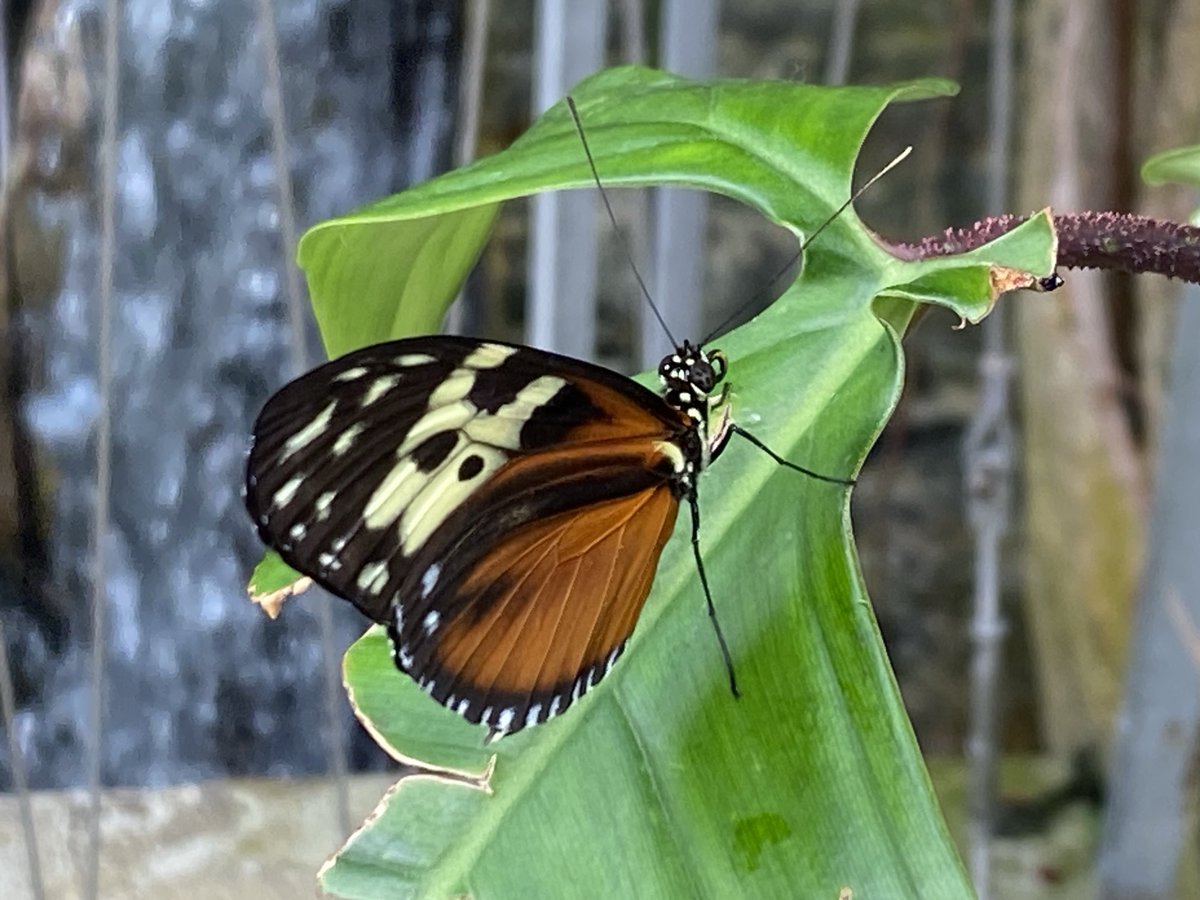 Jdavis_Halton's tweet image. Haven’t been to the Butterfly Conservatory in Niagara for years. Glad I went today… ⁦#NiagaraFalls ⁦@NiagaraParks⁩