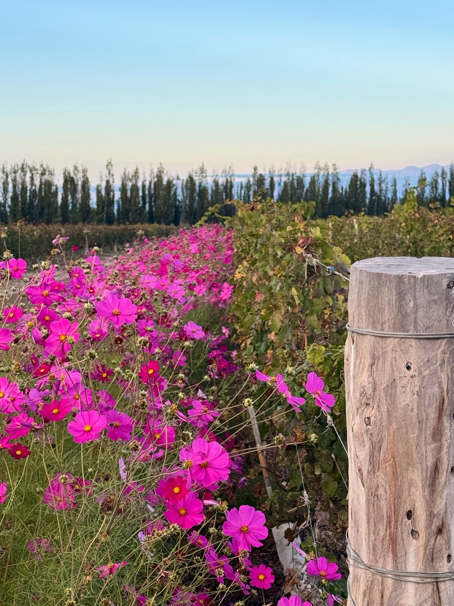 alevigilmalbec's tweet image. Viñedos de otoño 🍁 #Mendoza
