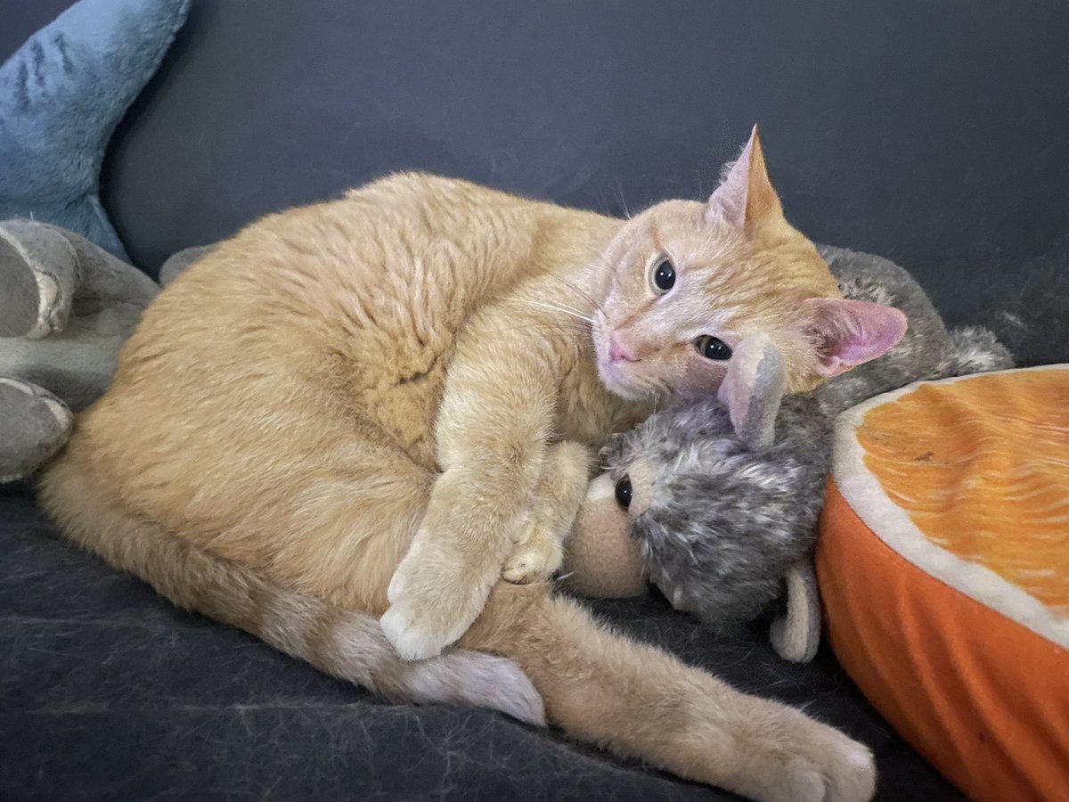 viral infection tweet media