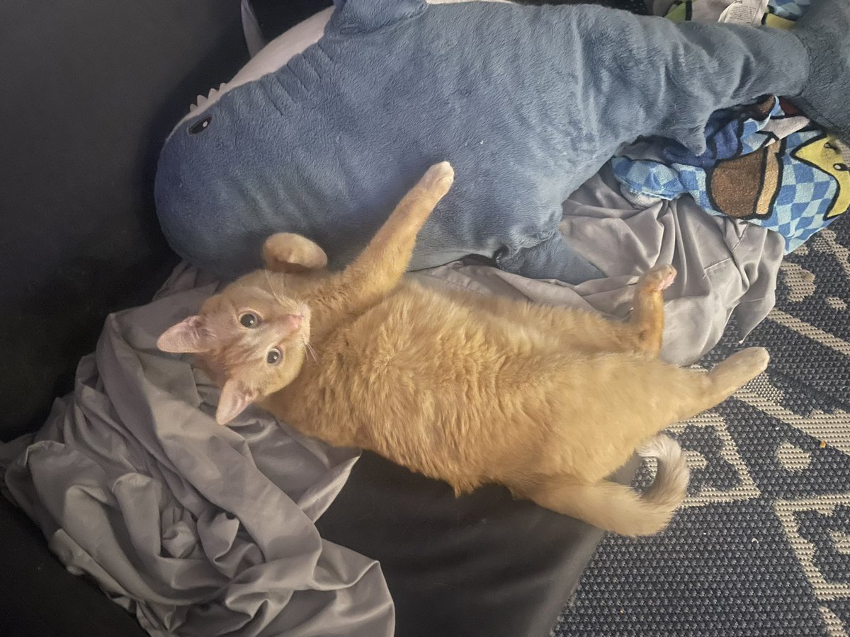 viral infection tweet media