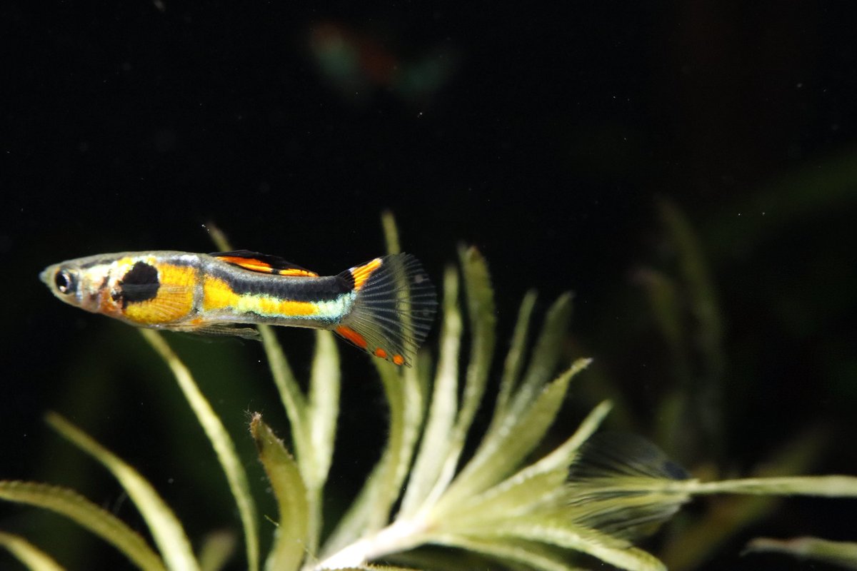 endlerslove tweet media