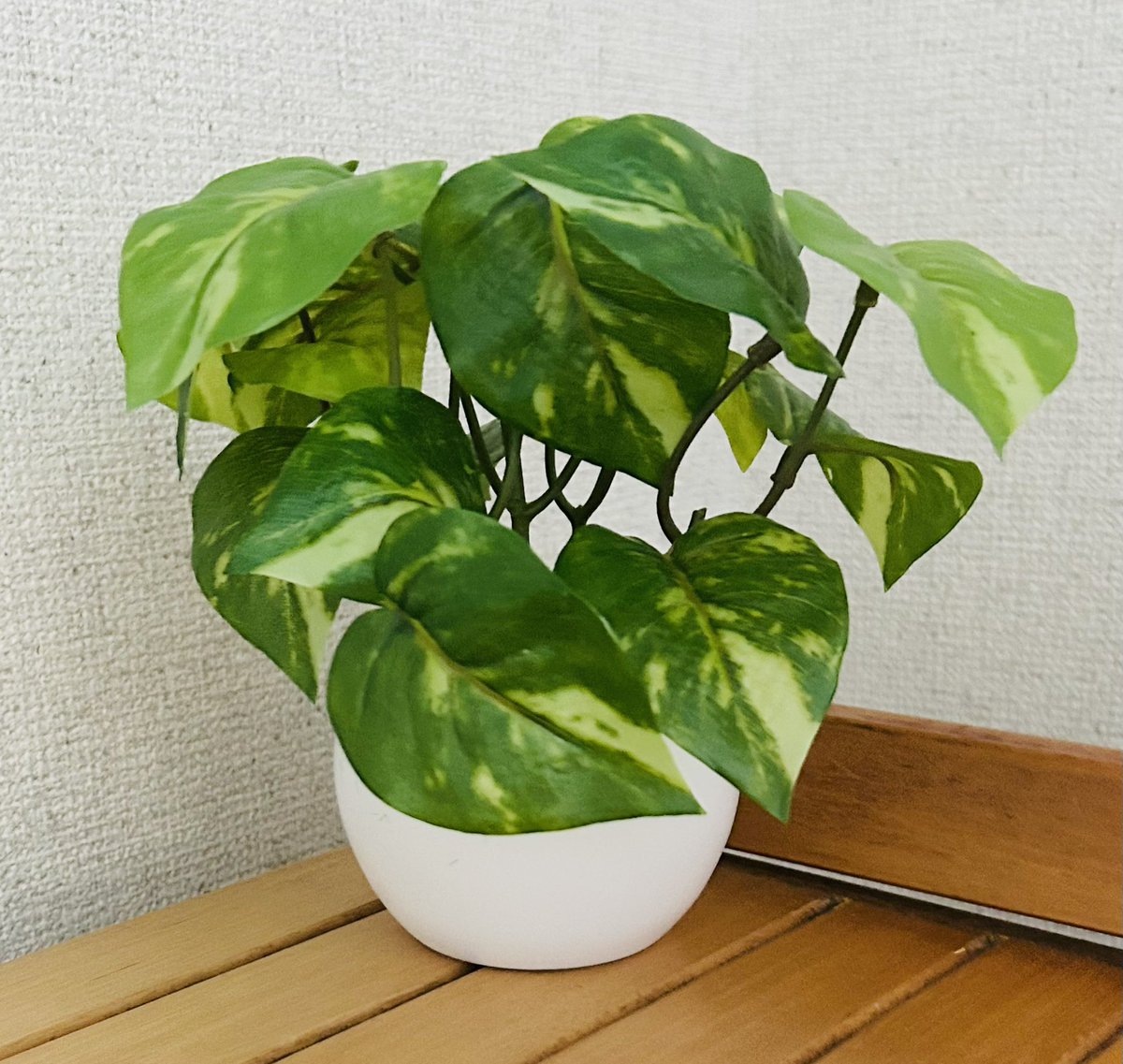 おはようございます✨
2026/4/15（水）67/274
◆行政書士試験勉強67日目予定
民法 親族
#行政書士試験 ミニグリーンを購入🍀モニター越しに見える場所へ。なんとフェイク、癒しです〜🙌
今日もよろしくお願いします😊