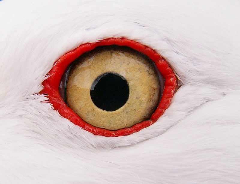 The Owlbear's Breakfast tweet media