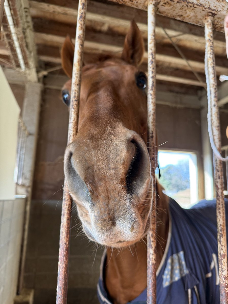 クリノナポレオン@宮崎大学 tweet media