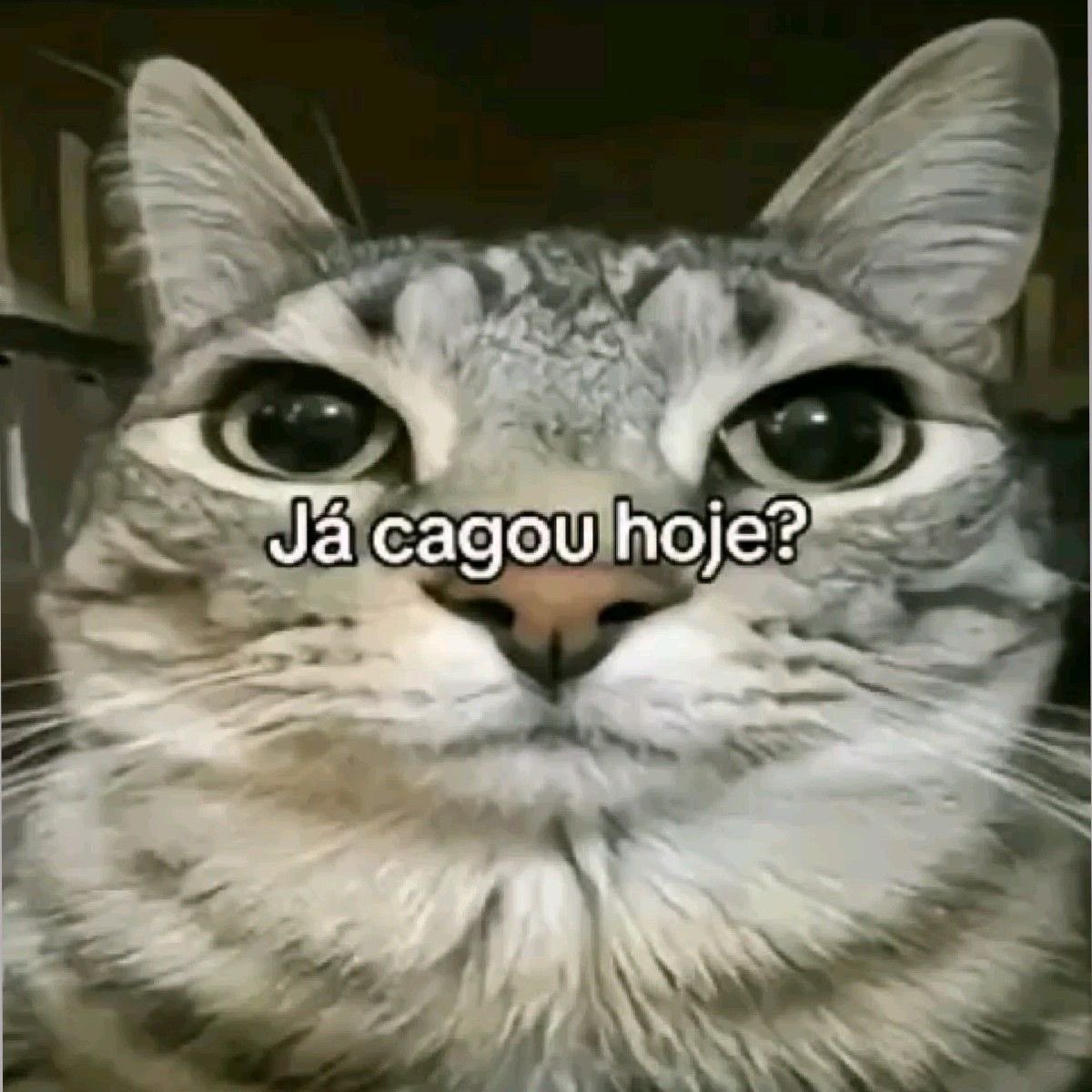 MemesEsquizo🌲 tweet media