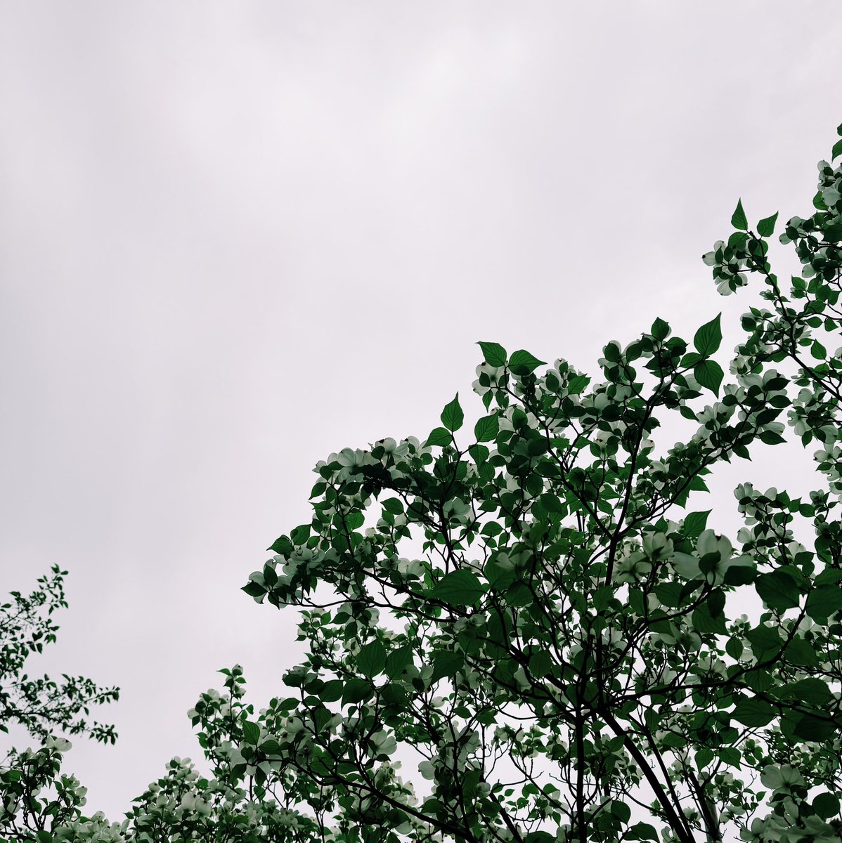 solo_el_fin's tweet image. くもり。午後は雨予報。最低気温14℃/最高気温21℃ #sky #imasora #vsco #dogwood