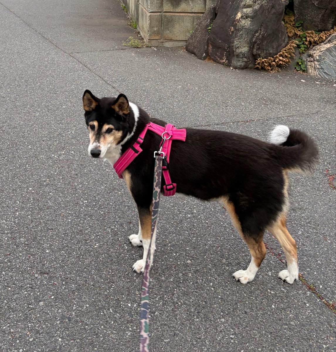 vegelovecat's tweet image. おはよー
目が覚めて携帯見たら444 そのまま起きて4:56出発早朝散歩 今朝は冷んやりミズさん調子良さげでいつも行かない方に絶対行く！と着いて歩いたら以前父が入院してた病院とこ通った じじ守っててくれ頼むよ🙏
昨夜は2人飯 厚揚げキャベツの炒め物とか
 #vegan #ヴィーガン #保護犬を家族に