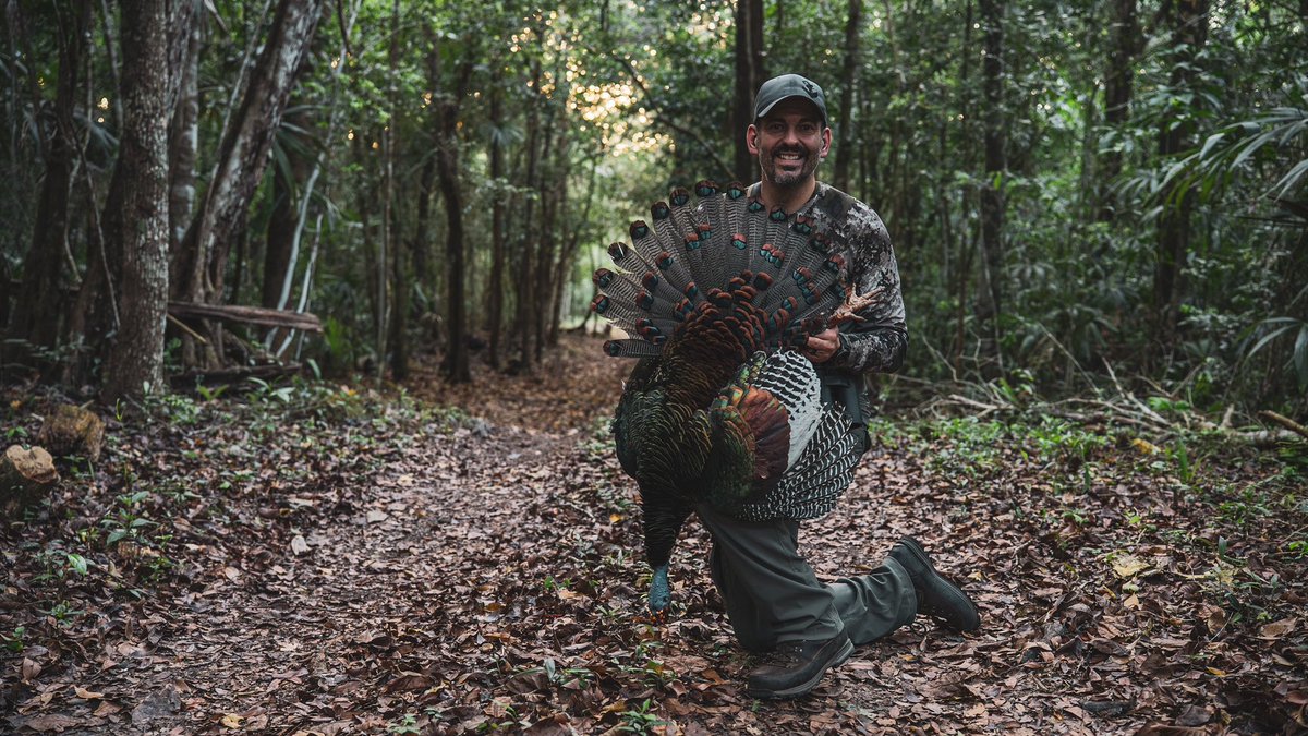 markvpeterson's tweet photo. OCELLATED TURKEY | On the way out, there was an Ocellated Turkey in the road. Biggest spurs on all of my Ocellated turkeys to date. https://t.co/SE8YuKjBLi