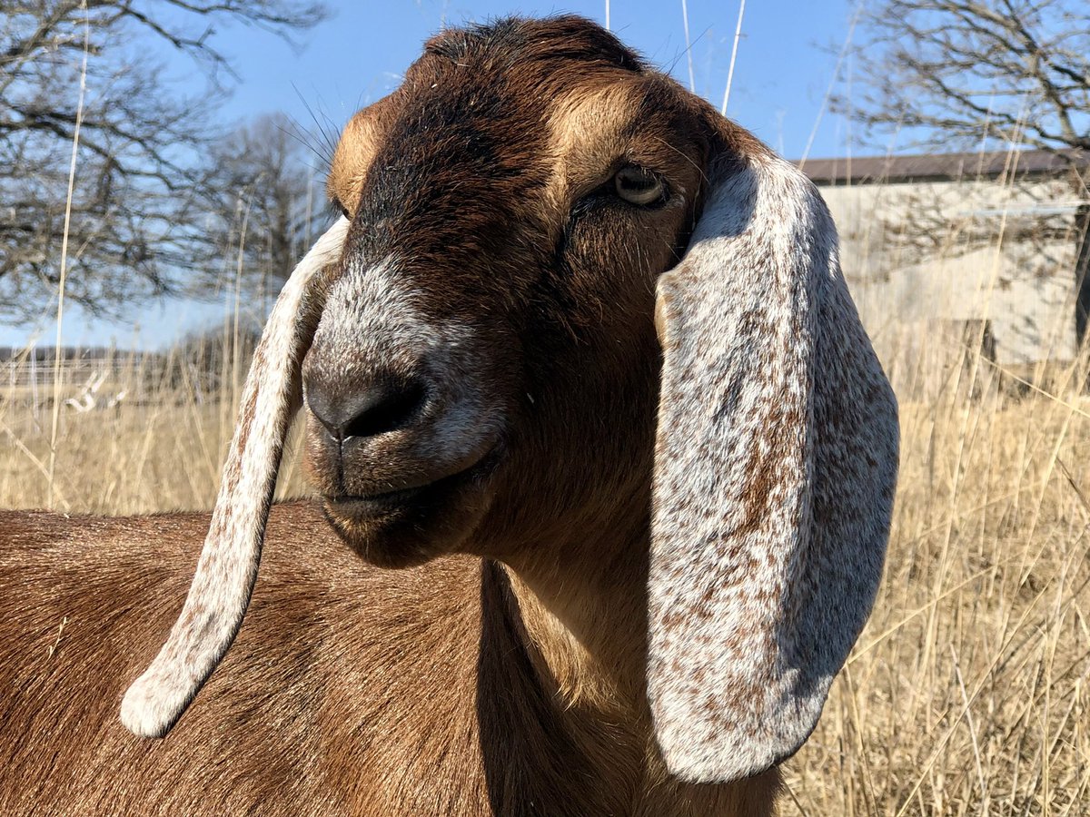 lambcorpsess's tweet image. Alyx is definitely my prettiest goat, however I think Madam is the most photogenic