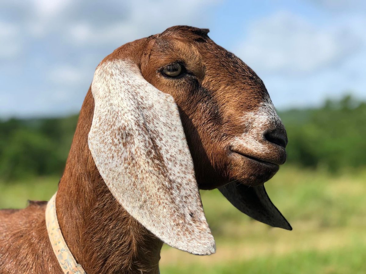 lambcorpsess's tweet image. Alyx is definitely my prettiest goat, however I think Madam is the most photogenic