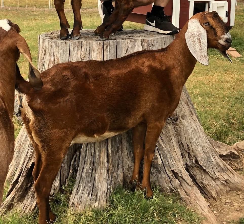 lambcorpsess's tweet image. Alyx is definitely my prettiest goat, however I think Madam is the most photogenic