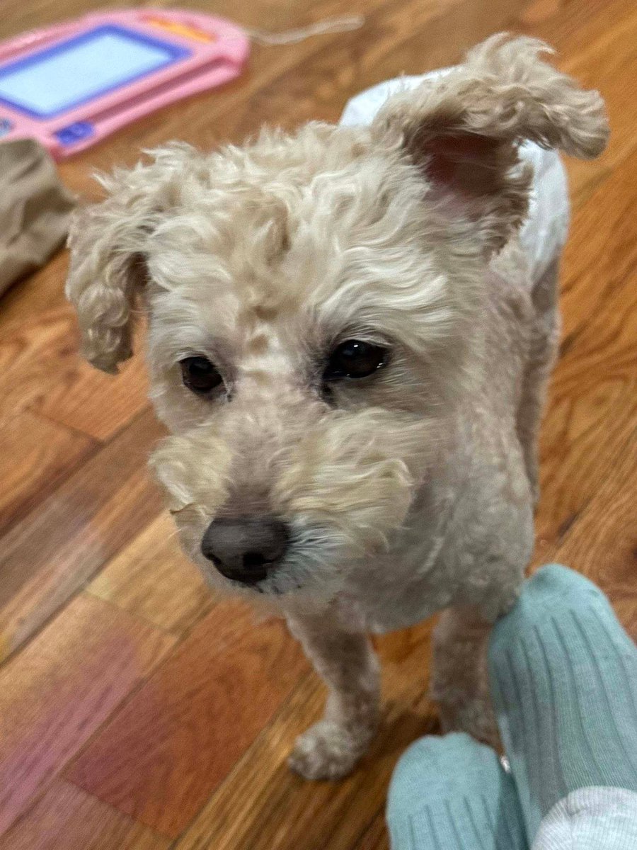 Corduroy is a Toy Poodle #Lostdog
April 13th ~2pm
Has a soft muzzle on and diaper on
Last seen corner of Potters Avenue and Bucklin Avenue
#Providence #RI
He is microchipped
Please contact (401) 699-9374 w any information
buff.ly/6UOhsC0
#PVD #Rhodeisland #Oceanstate