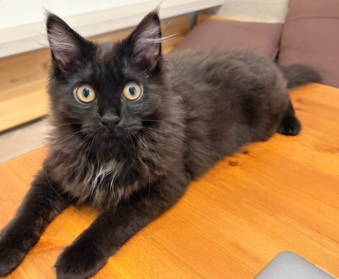 BLACK★STAR tweet media