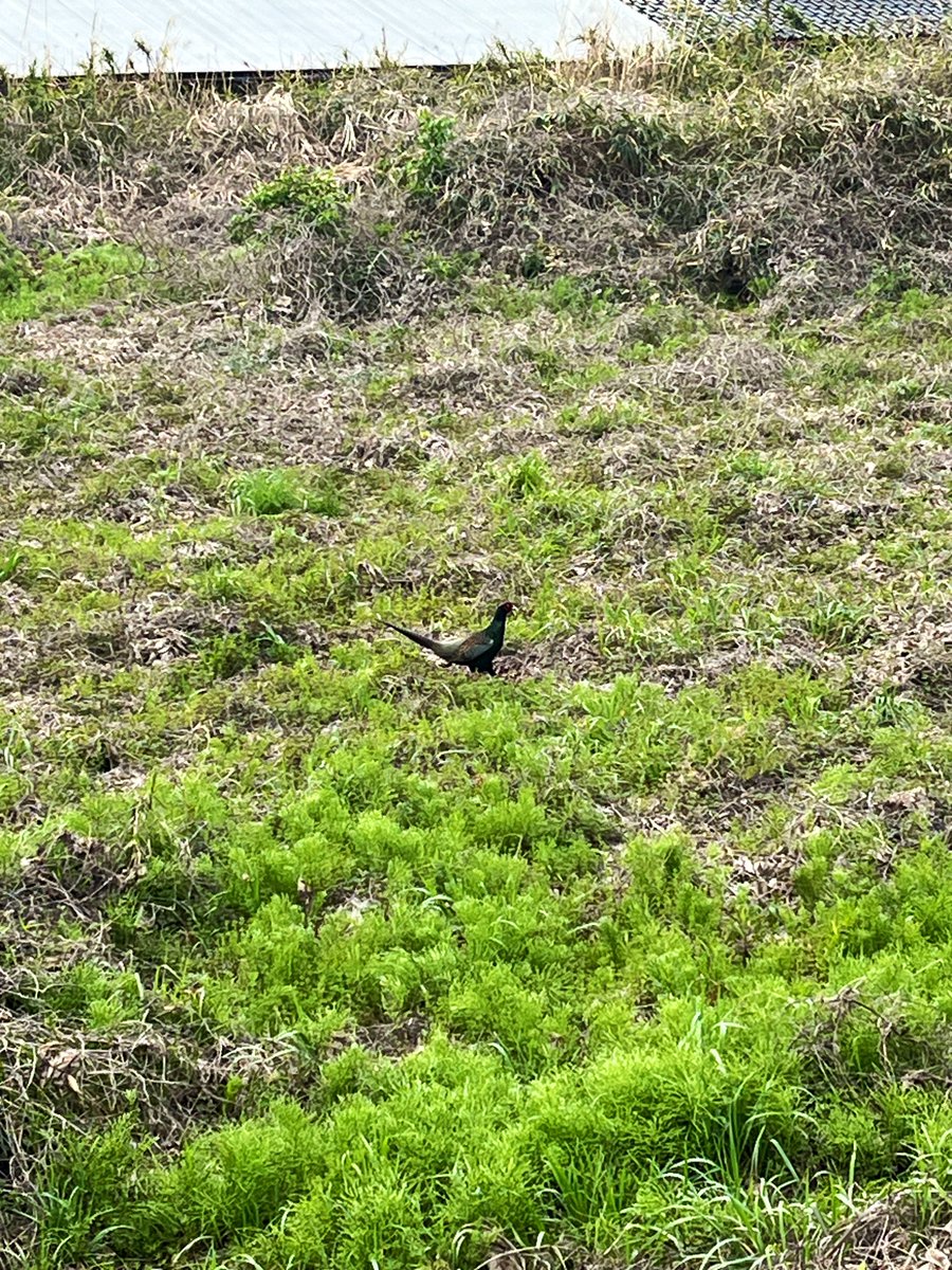 ツッチー (UN) tweet media