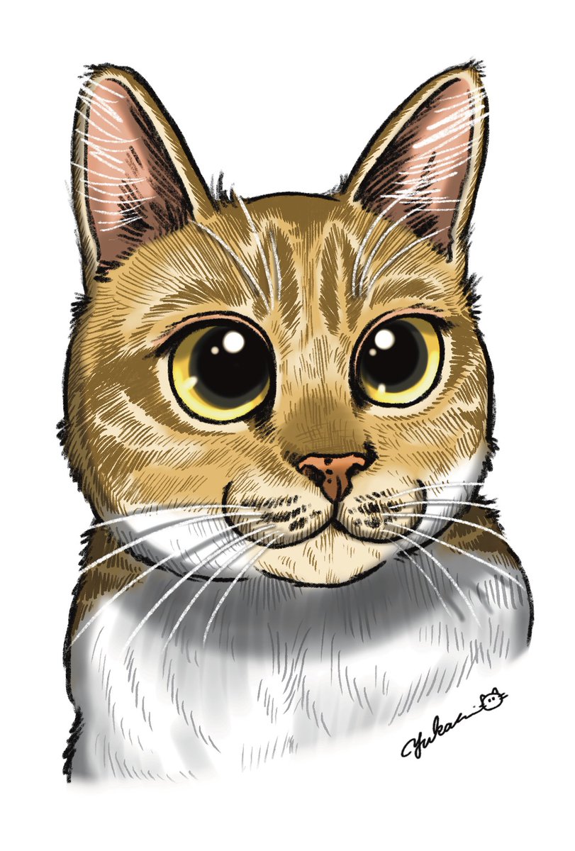 yukari_illust's tweet image. みかんちゃま🍊🐈
#猫
#イラスト
#Procreate