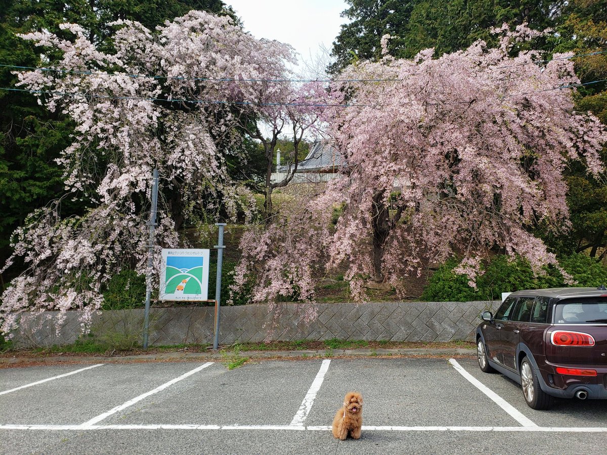 ツッキ--🐩 tweet media