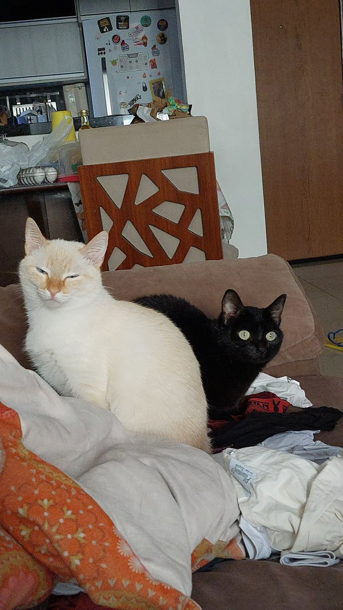 hwei quer platinar RE 🏳️‍⚧️ tweet media