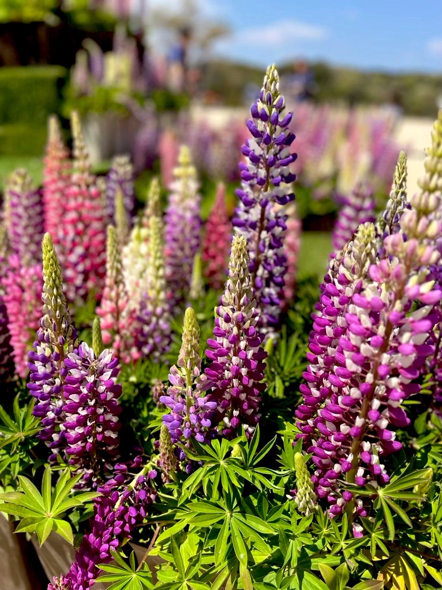 まあな隊長🌷【絶品東京グルメ警備】⛺ハーレー女子キャンプYouTube tweet media