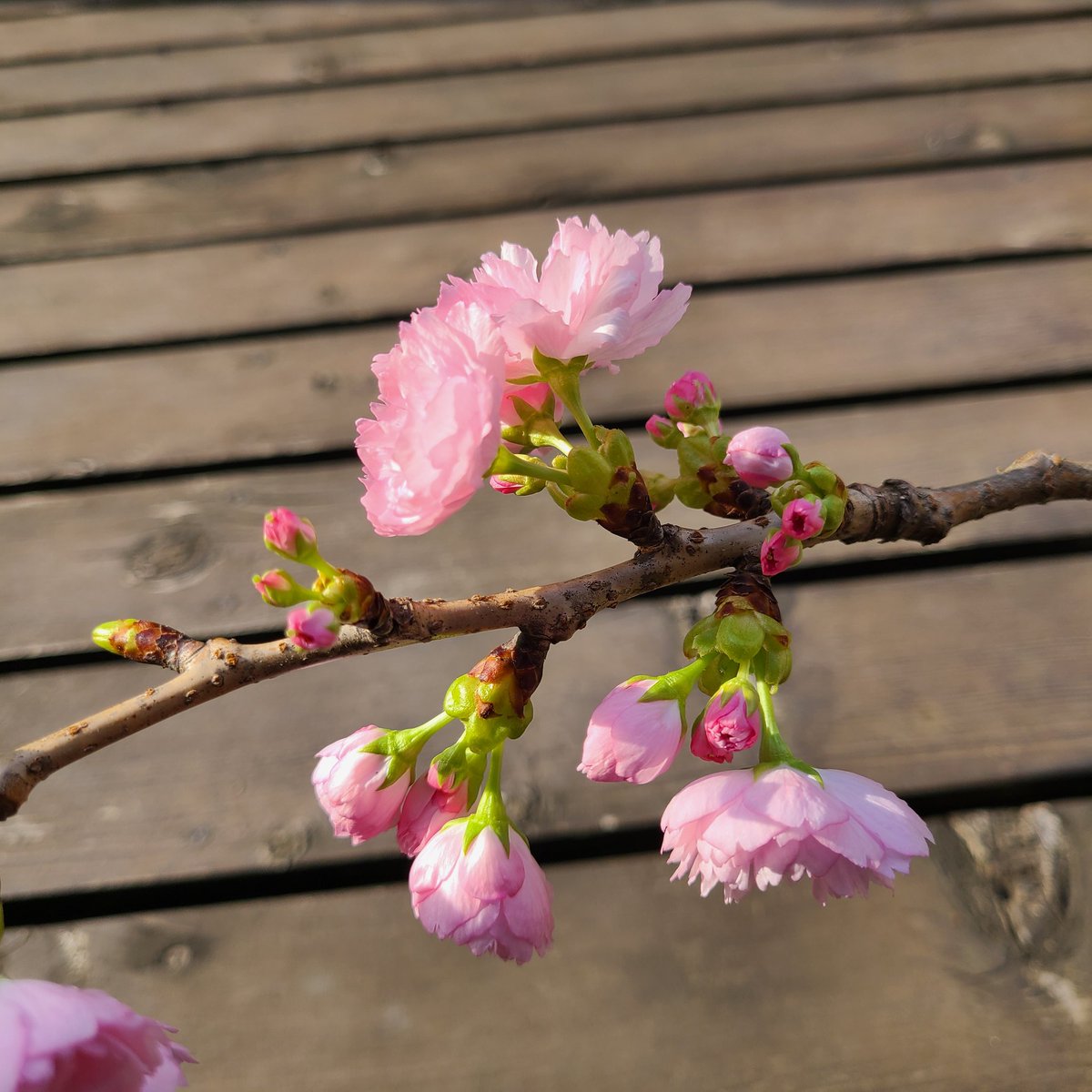 雪で折れた桜の枝
花瓶に挿して家の中で管理してたら咲いてくれた😊