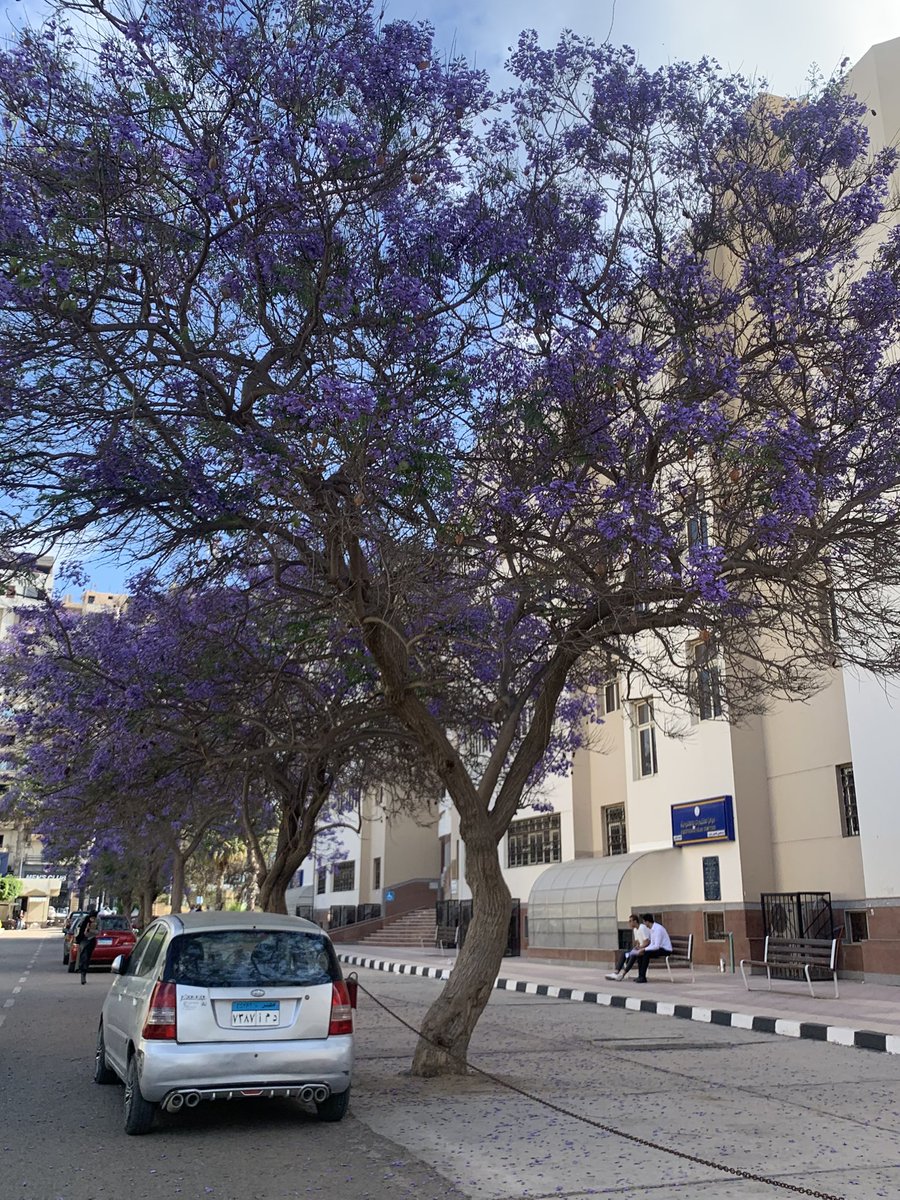 سَّدف tweet media