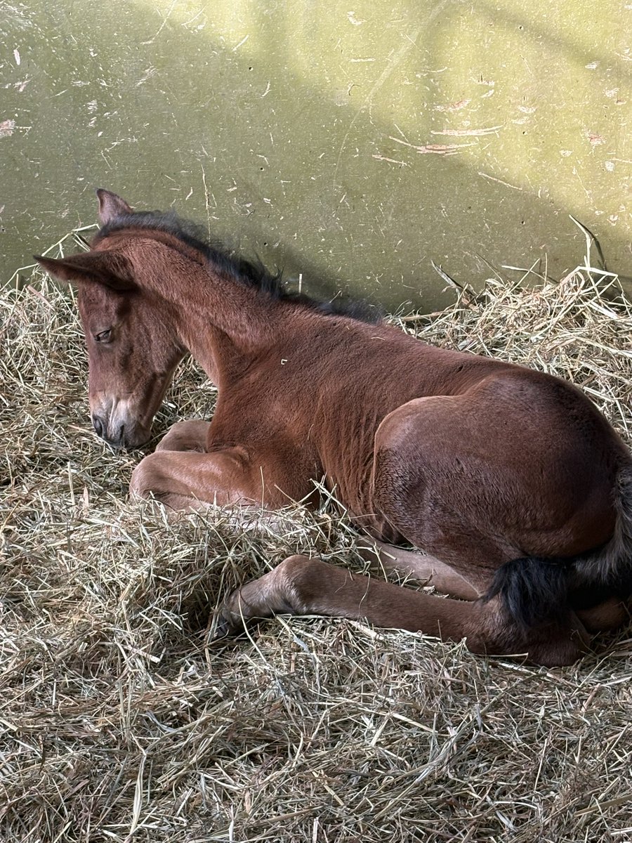 にしやん tweet media