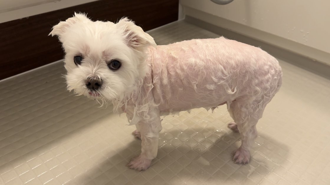 マルチーズのナナ tweet media