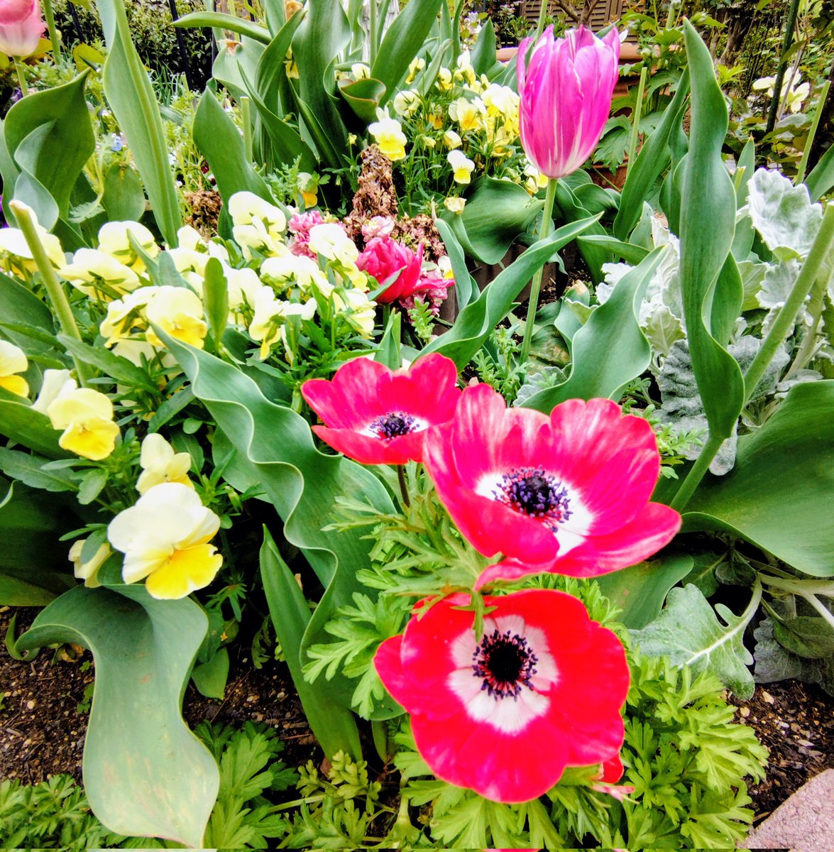 おはようございます😊
ホームセンターの片隅の特売コーナーで瀕死のアネモネ買ってきて育ててたんだけどー、今朝
三姫が咲いた＼(^o^)／可愛い💓