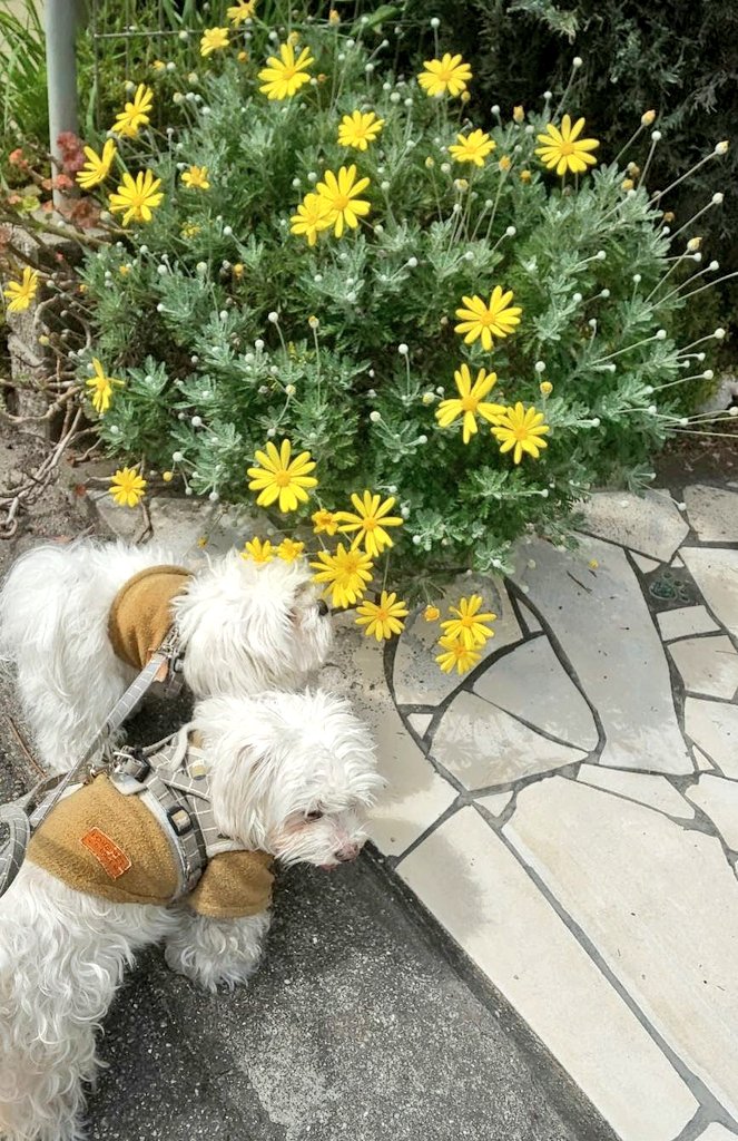 かこりん✨コンティニューキャリア/健康と仕事と人生と tweet media