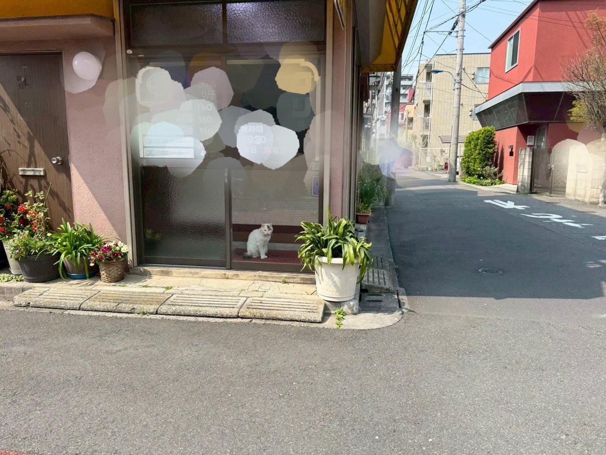 桃川あすみ tweet media