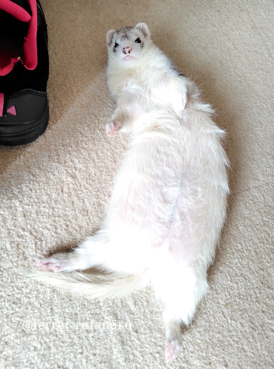 みず@フェレット tweet media