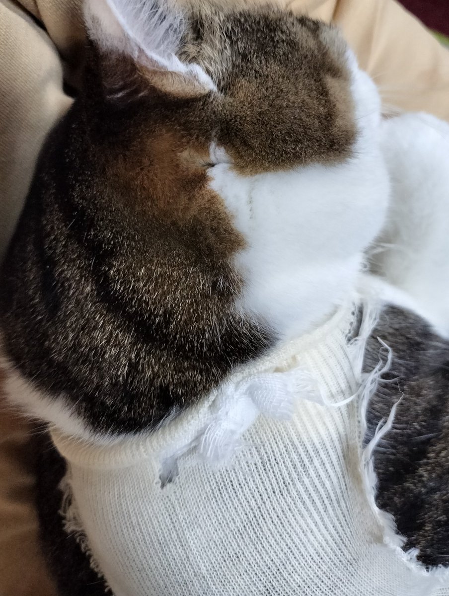 昨日からこんな感じでずっと抱っこしてます
どれが正しいのかわからなくて色々調べてみてもどうしようもなくて自分が情けないや…

すみません、なかなかNGS入れません(´；ω；｀)