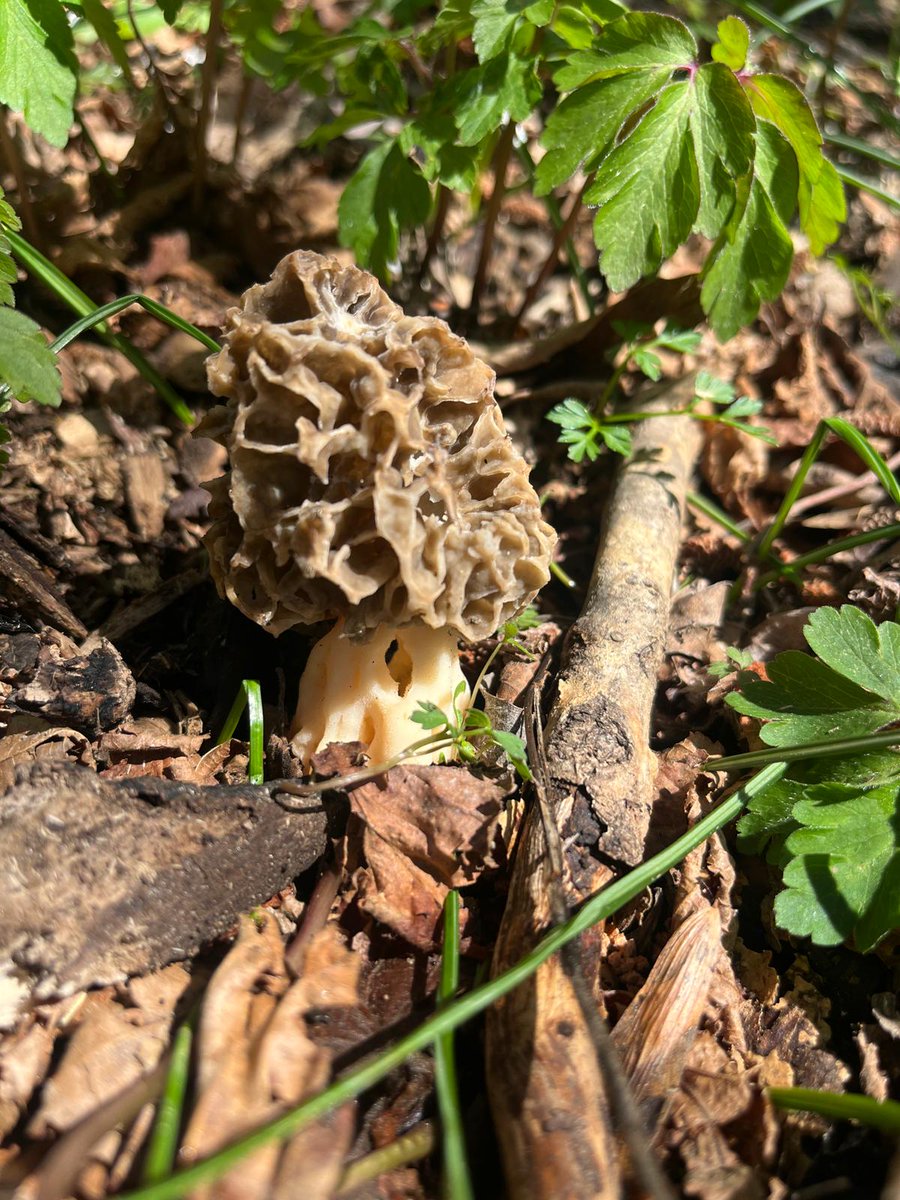 Jean-Marc Bonzom tweet media