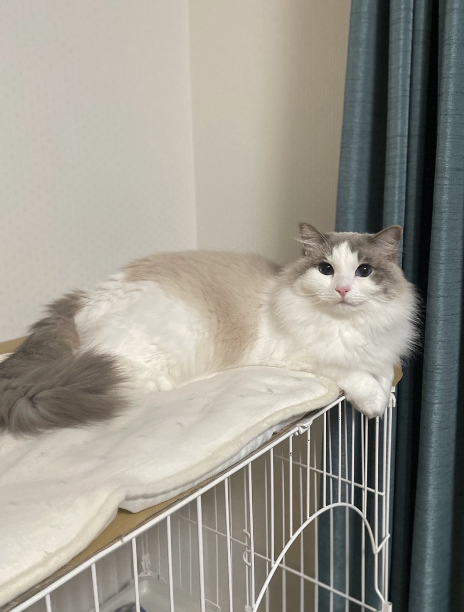 冬用のマットをしまわせてくれない

 #猫がいる幸せ #ねこかわいいね