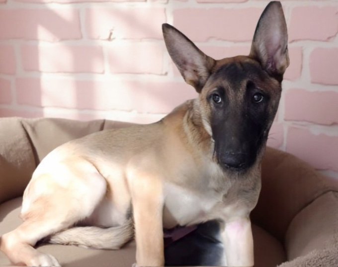 Save America🐺💔 🇺🇸 💪🦅⌛️🙏 Save America tweet media