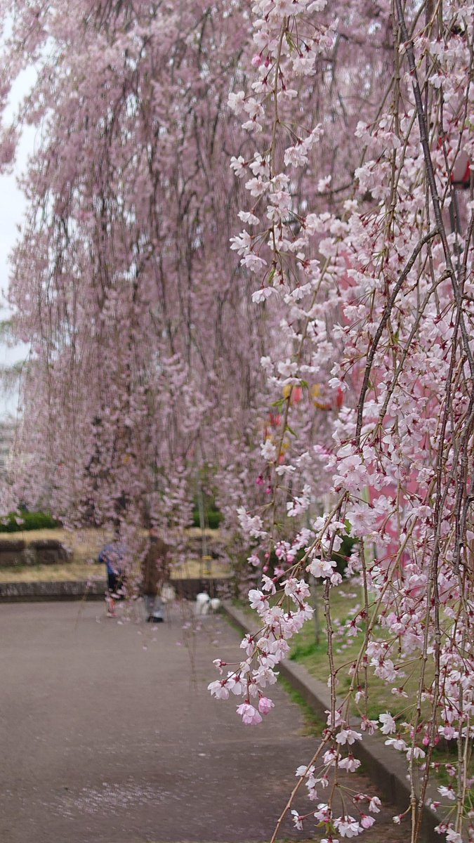 🌸2026 Yamada＠4/19チャレンジ富士五湖100km🗻 tweet media