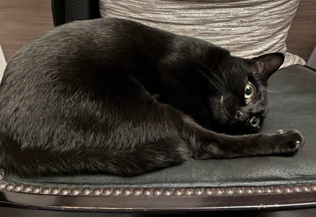 猫のいる生活