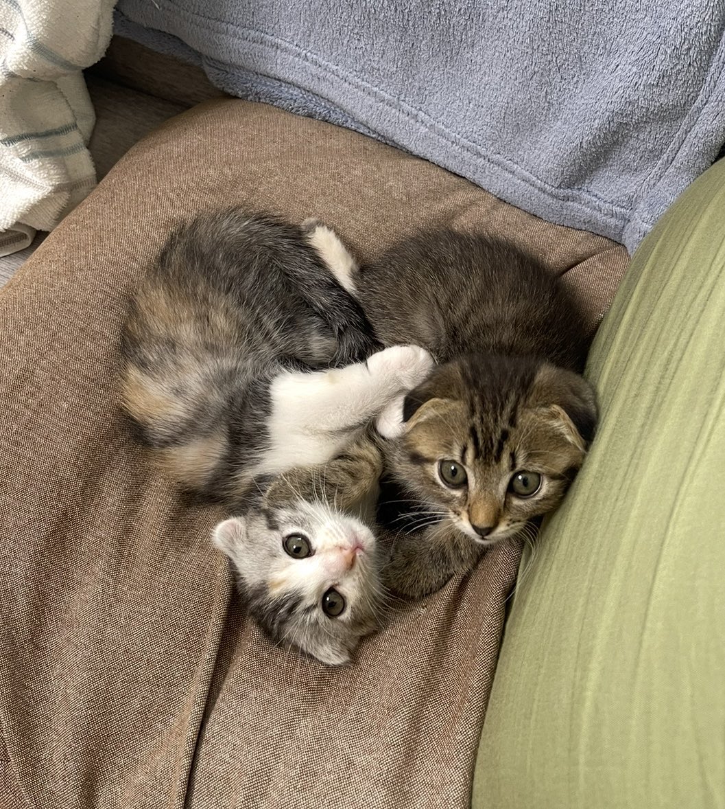 世界中の猫好きさんに。。。

にゃんこハートが届きますように。。。