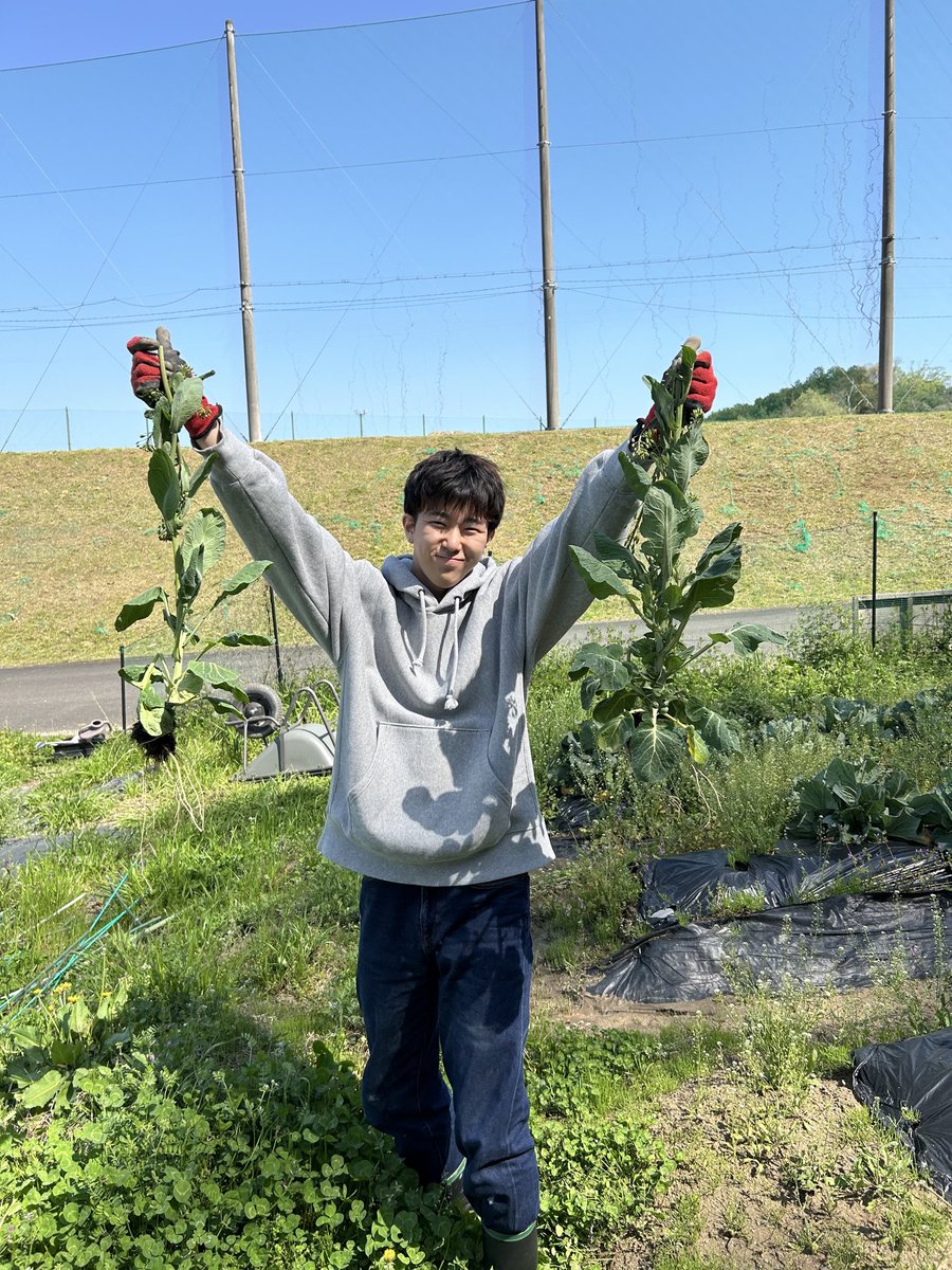 FeeLink7's tweet photo. 【教材園　定例活動　4/11】
⁡
じゃがいもを植える予定の畝２つを耕しました。その後は蕾ができた芽キャベツの一部を取り除きました。収穫できなかったのは残念ですが、成長した芽キャベツは綺麗でした。残り時間でキャベツ周辺の雑草を抜きました。キャベツが結球していたので次回に収穫したいです。 https://t.co/GjtFGt4IDz
