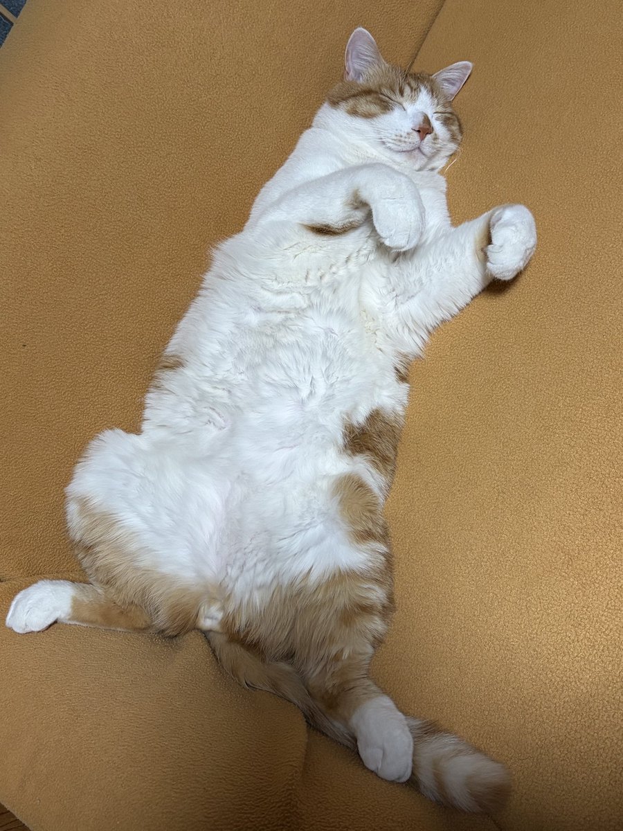 つむ🐑♡⃛˻˳˯ₑ⟡.·🤍ྀི🪞⋆꙳ tweet media