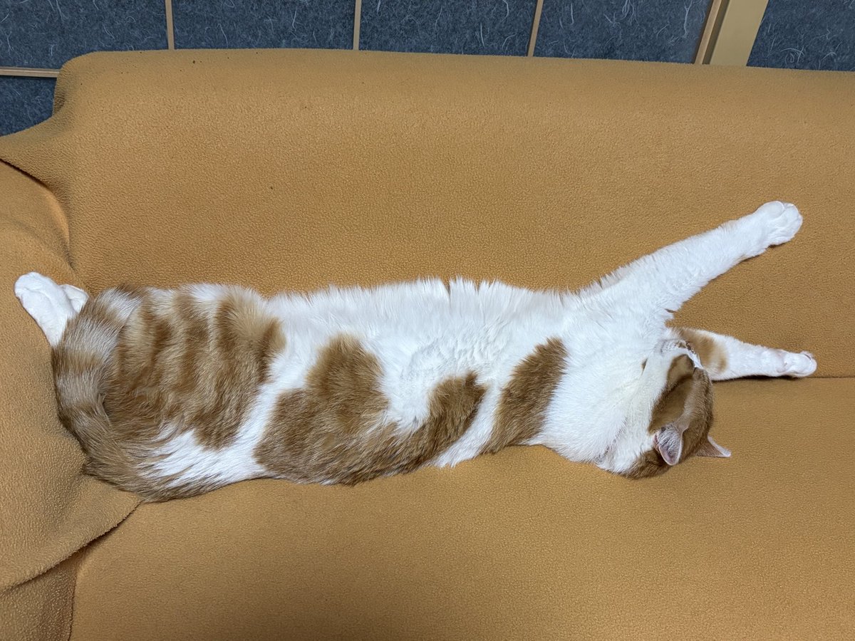 つむ🐑♡⃛˻˳˯ₑ⟡.·🤍ྀི🪞⋆꙳ tweet media