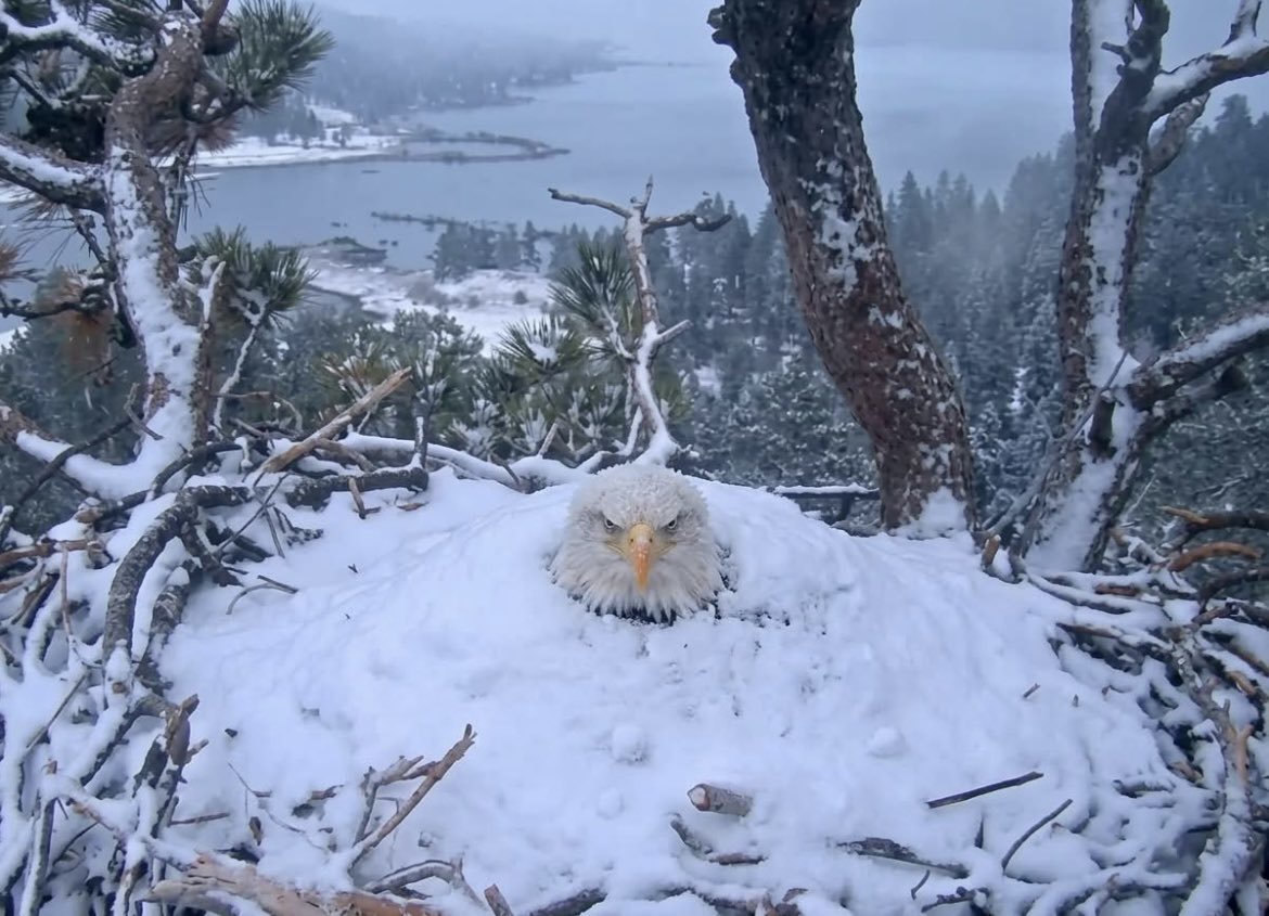 Janie Johnson - America is Exceptional tweet media