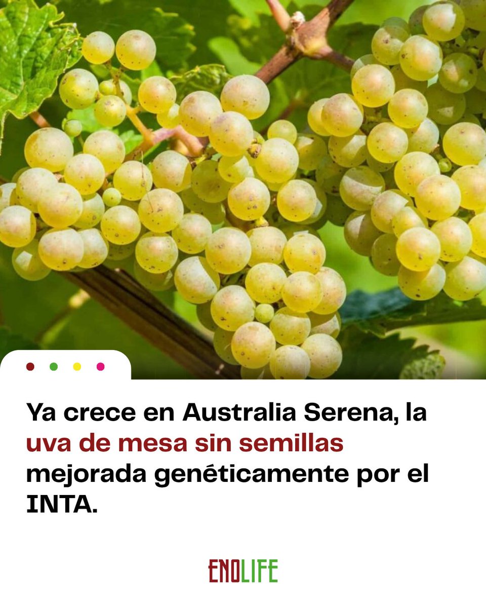 Enolife_ar's tweet image. 🍇 Ya crece en Australia Serena, la uva de mesa sin semillas mejorada genéticamente por el #INTA.

📝 Nota completa enolife.com.ar/es/ya-crece-en…