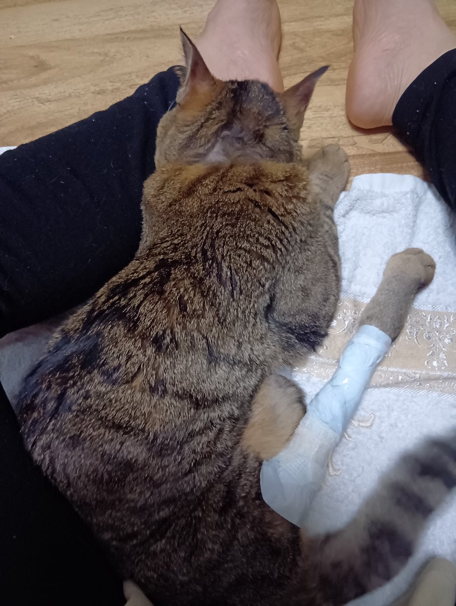 勝川ユミ「マヒ猫コウチュケ」発売中 tweet media