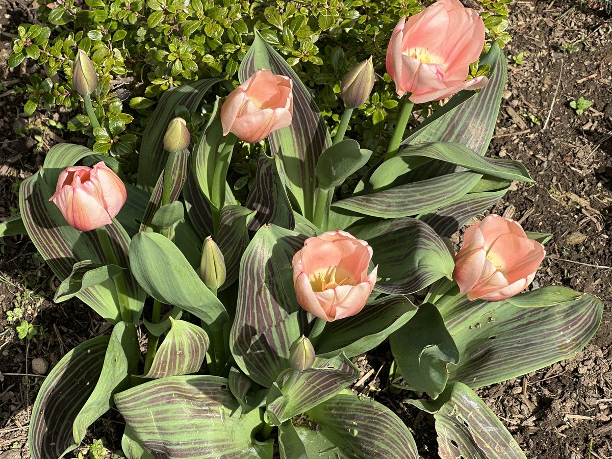 VanIsleGardener's tweet image. Tulips! Notice the striped leaves. #TuesdayTulips in #MyGarden 
#SpringBulbs #Gardening